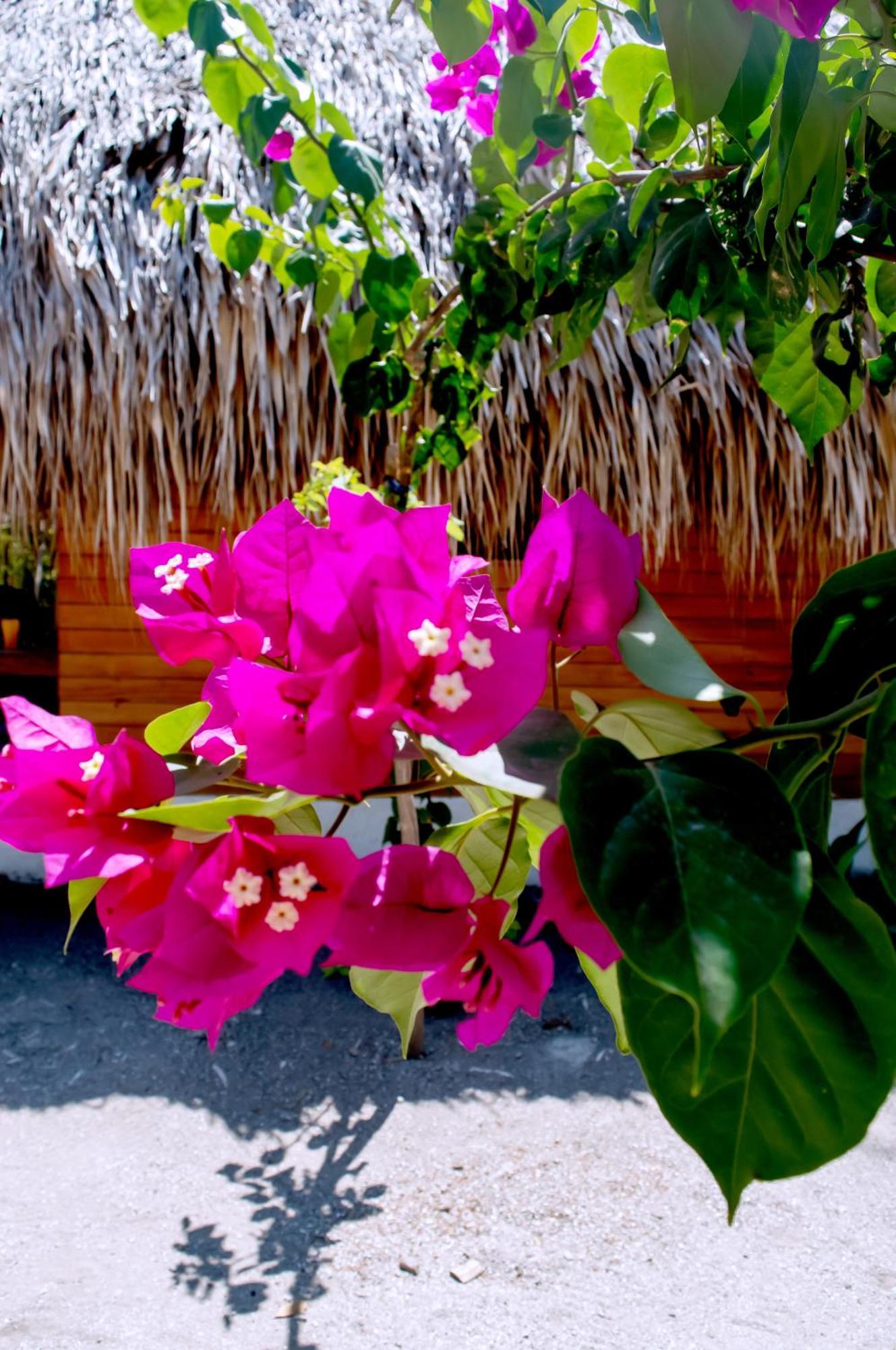 Palma Plata Islas Del Rosario Isla Grande  Εξωτερικό φωτογραφία