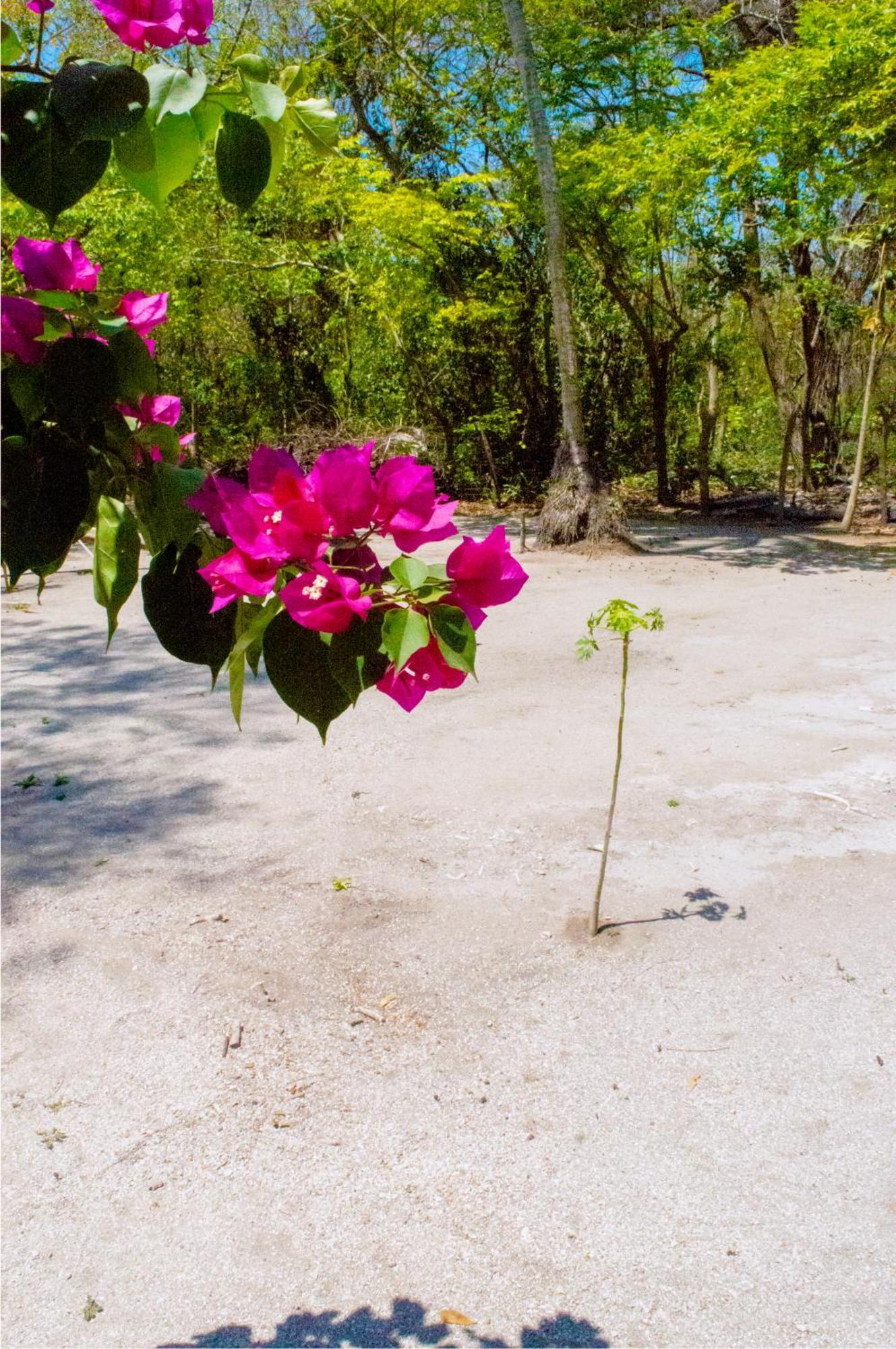 Palma Plata Islas Del Rosario Isla Grande  Εξωτερικό φωτογραφία